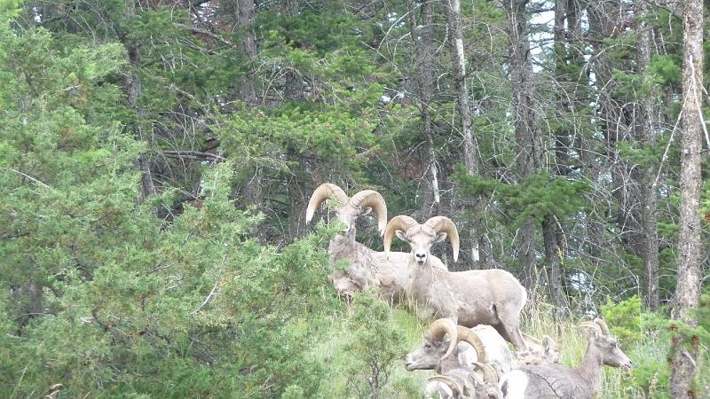 bc2ak-P0452.JPG - Alaska trip 08; bc2ak; West Fraser lake road; Mountain  rams