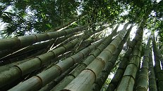 Costa Rica April 2005; They sure grow bamboo tall here. * Apr 03, 2005 - 09:54 AM