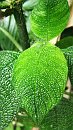 Costa Rica April 2005; Green is the color of choice and there was plenty of it in the Canopy * Apr 04, 2005 - 06:24 AM