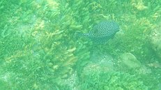 Costa Rica April 2005; Snorkeling at Paya del Coco * Apr 05, 2005 - 07:32 AM