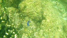 Costa Rica April 2005;  Lots of living reef and wild life * Apr 05, 2005 - 09:11 AM