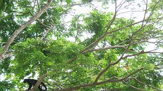 Costa Rica April 2005; Howler monkeys at Punta Coyote * Apr 08, 2005 - 09:39 AM