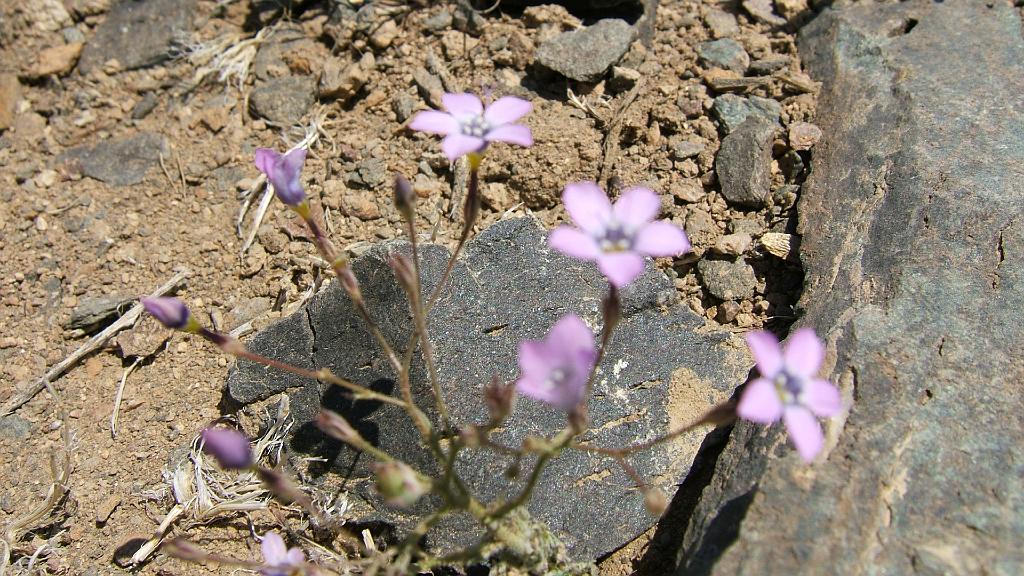 2008_0425dv0037.JPG - DV;Emigrants pass;  Took some time at the overlook; A few well protected flowers.