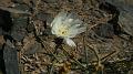 2008_0425dv0038