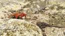 Loreto, Baja Feb 2006, Not a crab I would tangle with.  Punta Arena on Isla Carmen? * Feb 08, 2006 - 01:11 PM
