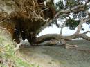 New Zealand; Goat Island; Pacific Coast; Very clear water