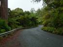 New Zealand; Waipoua Forest, oldest Kauri trees (an ancient native hardwood) some trees are over 2000 years old.x