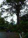New Zealand; Waipoua Forest, oldest Kauri trees (an ancient native hardwood) some trees are over 2000 years old.x