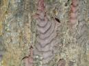 New Zealand; Waipoua Forest, oldest Kauri trees (an ancient native hardwood) some trees are over 2000 years old.x