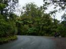 New Zealand; Waipoua Forest, oldest Kauri trees (an ancient native hardwood) some trees are over 2000 years old.x