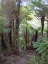 New Zealand; Dome Valley Tramp;