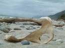 New Zealand; The South Island; Rt 67, Beach at Hector (named after Hector Dolphins); Heading towards the outpost of Karamea (dead ends at Heaphy Track);  Beach Bones!