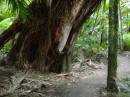 New Zealand; The South Island; Trail head of Heaphy Track (road end);