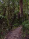 New Zealand; The South Island; Oparara Basin; Crazy Paving and Box Canyon Caves;