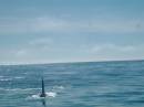 New Zealand; Kaikoura; Dolphin Swim (!)- Orca watchng :-);