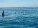 New Zealand; Kaikoura; Dolphin Swim (!)- Orca watchng :-);