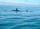 New Zealand; Kaikoura; Dolphin Swim (!)- Orca watchng :-); Orca drowning Dusky Dolphin;