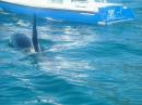 New Zealand; Kaikoura; Dolphin Swim (!)- Orca watchng :-); Large male heading for the other boat!