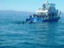 New Zealand; Kaikoura; Dolphin Swim (!)- Orca watchng :-); Two female Orca putting on a show;