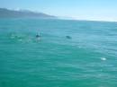 New Zealand; Kaikoura; Dolphin Swim (!)- Orca watchng :-); Only Dusky Dolphin sighting.. They were very nervous;