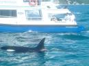 New Zealand Trip 11/07/04 Orca! * (30 Slides)