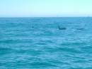 New Zealand; Kaikoura; Dolphin Swim (!)- Orca watchng :-);