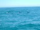 New Zealand; Kaikoura; Dolphin Swim (!)- Orca watchng :-);