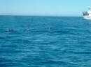 New Zealand; Kaikoura; Dolphin Swim (!)- Orca watchng :-);