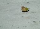 New Zealand; Aurthers Pass; The Enemy - Motorcycle eating parrot!;