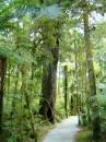 New Zealand; Haast Pass