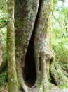New Zealand; Haast Pass