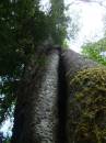 New Zealand; Haast Pass